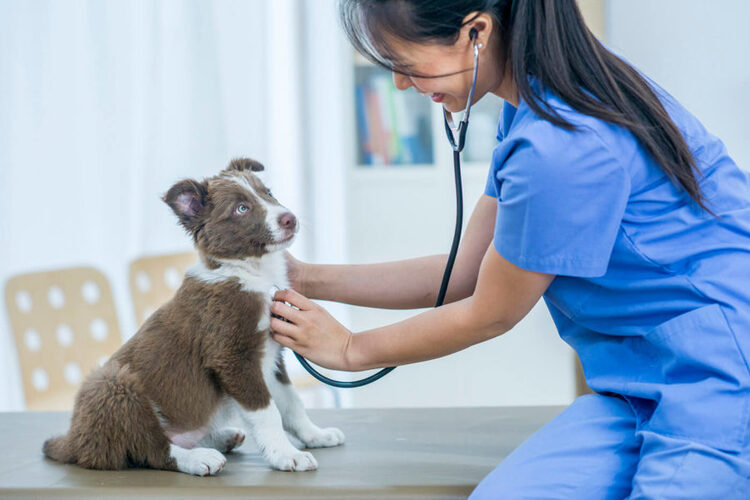 Een gids voor huisdierenverzekeringen Een gids voor huisdierenverzekeringen